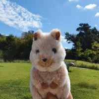 ราคา ( NEW พร้อมส่ง ) ตุ๊กตา ควอกก้า Sunlemon Fluffies Animal-Baby Animal Series Plush ลิขสิทธิ์แท้ From Japan (41353072531)