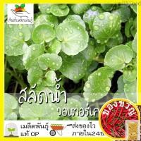 ราคา เมล็ดอวบอ้วน100%เมล็ดพันธุ์ วอเตอร์เครส สลัดน้ำ 500 เมล็ด Watercress Seed เมล็ดพันธุ์แท้ นำเข้าจากต่างประเทศ ปลูกผัก สวน (18471012475)