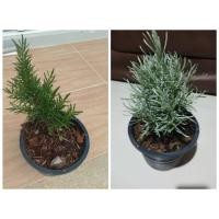 ราคา ต้นโรสแมรี่เขียว โรสแมรี่ขาวหรือคูลลิ่ง ต้นไม้มีกลิ่นหอม เป็นพืชสมุนไพร (7936627749)