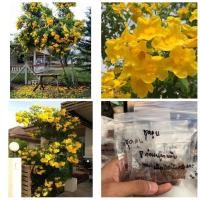 ราคา (จำหน่าย เมล็ด) เมล็ดทองอุไร ต้น ดอก ทองอุไร ดอกไม้ลายสวย (5055604127)