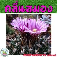 ราคา คลื่นสมอง Echinofossulocactus แคคตัส กระบอง (17558957029)