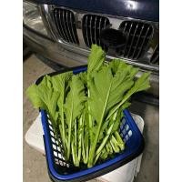 ราคา เมล็ดผักกาดเขียวชุนฉ่ายเมล็ดพื้นบ้าน (41910881887)