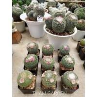 ราคา แมมนกฮูกไม้เมล็ด (20479744175)