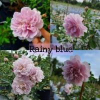 ราคา Rainy blue กุหลาบสีม่วง กุหลาบเลื้อย หอม ดอกพวง (10262156889)