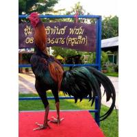 ราคา ไข่เชื้อ ไก่ชนเหล่าป่าก๋อยพัฒนา (ก๋อย75% + ตราดง่อน 25%) (ชุด 1 ฟอง/5 ฟอง) (20670751891)