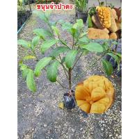 ราคา ต้นขนุนจำปาดะทุเรียน ทาบกิ่ง ผลมีกลิ่นคล้ายทุเรียนสูง60-70ซม. (20681763747)