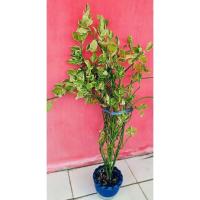 ราคา ต้นกวักเงินกวักทอง พร้อมปลูก ต้นไม้มงคล (42863776690)