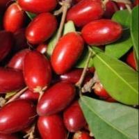 ราคา ต้นมิราเคิลต้นไม้มหัศจรรย์ พร้อมส่ง (4000719214)