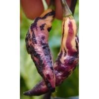 ราคา เมล็ดพันธุ์พริก พิงค์ ไทเกอร์ Pink Tiger Pepper เมล็ดพันธุ์แท้คุณภาพดี นำเข้าจากต่างประเทศ (15179154260)