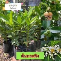 ราคา ต้นกระทิง หรือต้นสารภีทะเล ต้นโตพร้อมปลูก พร้อมส่ง สำคัญกรุณาสั่งซื้อในเวลา12:00น.-00:00น. (5242448548)