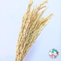 ราคา รวงข้าวตากแห้งธรรมชาติพร้อมส่ง (22831153080)