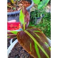 ราคา กล้วยแดงอินโด กล้วยแดงสยามลาย พายุไม้หน่อ (22917764723)