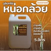 ราคา จุลินทรีย์หน่อกล้วย ขนาด 5 ลิตรสูตรเข้มข้น (จำกัด 1 ชิ้น ต่อ 1 คำสั่งซื้อ) (28460883609)