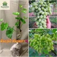 ราคา ต้นองุ่นไวท์มะละกา เป็นองุ่นเสียบยอด ต้นสูงประมาณ 40 ถึง 60 เซนติเมตร (27988476537)