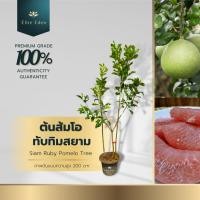 ราคา ต้นส้มโอทับทิมสยาม ความสูง 150-200 cm. (ต้นใหญ่) ของแท้จากปากพนัง รสชาติดี เนื้อแดง ลูกใหญ่ (23872305181)