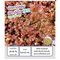 ราคา เมล็ดพันธุ์ ผักกาดหอม ผักสลัด ใบแดง เรด เรปิด 1512 - Lettuce Red Rapid ตราดอกแตง เมล็ดผัก คุณภาพ "เพื่อนเกษตรกร" (7841982146)