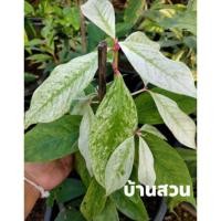 ราคา ชมพู่มะเหมี่ยวด่างลายหินอ่อน (5358582114)