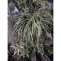 ราคา ขาย *หน่อ* เศรษฐีเรือนนอก และ เศรษฐีเรือนใน ชุดละ2หน่อ (8137778243)