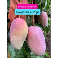 ราคา [จัดส่งฟรี]มะม่วงแดงจักรพรรดิ[ชุดทดลองชิม] 119บาท (19888632291)