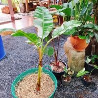 ราคา ต้นกล้วยด่างฟลอริด้า MusaFloridaVariegatedต้นกล้วยประดับ แตกหน่อแล้วค่ะ (11519365967)