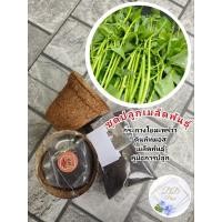 ราคา ชุดปลูก ผักบุ้งแก้ว กระถางใยมะพร้าว ผักสวนครัวเมล็ดพันธุ์ผัก (26254957424)