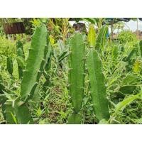 ราคา คัดตอคุณภาพดี ตอสามเหลี่ยม ตัดสด Cactus แคคตัส กระบองเพชร ราคาถูก สามเหลี่ยม 3เหลี่ยม ตอ ตลาดตอ ตอกราฟ (11529781013)