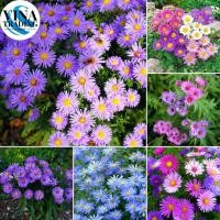 ราคา 100 เมล็ด/แพ็ค เมล็ดดอกแอสเตอร์สำหรับปลูก | ดอกแอสเตอร์สีชมพู | ดอกแอสเตอร์สีม่วง | เมล็ดดอกโคนฟลาวเวอร์สีม่วง | (41304178915)