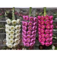 ราคา ดอกบัวกลีบพับประดิษฐ์ (12412714018)