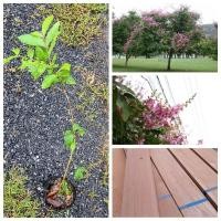 ราคา ต้นตะแบก ดอกสีสวย เนื้อไม้แข็ง สูง 50-70 ซม. (24485618353)