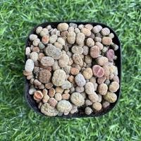 ราคา ไลทอปพอตคละสายพันธุ์ ขนาด2.5นิ้ว(lithops Pots 2.5 inch) (6150276173)