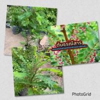 ราคา ต้นธรณีสาร ต้นสูง 50-60 ชม (44108226177)