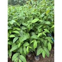 ราคา ต้นมันปูสูง50-60ซม.ขั้นต่ำ3ต้นคละกับต้นอื่นได้ใบเขียวชะอุ่ม (9917702011)