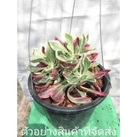 ราคา (ขาย ต้นพันธุ์) ต้น พญานาคราชด่าง พญานาคราช ด่าง ไม้พารวย (9820732946)