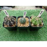 ราคา S004 ชุดเซต ยิมโนมิฮา แอสโตร ยิมโนลูกดก (1030562400)