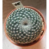 ราคา Mammillaria microthele แมมนกฮูก @75 บาท (6416424317)
