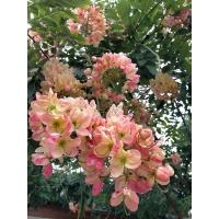 ราคา ต้นรัตนพฤกษ์/คูณชมพู (11452008613)