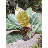 ราคา กุมารดำเรียกทรัพย์กระถาง8นิ้ว (25260454048)