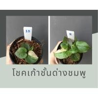 ราคา ต้นโชคเก้าชั้นด่างติดชมพู ด่างธรรมดา (14008315448)