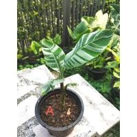 ราคา หน่อกล้วยด่างฟลอริด้า​ (14661315561)