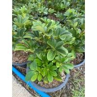 ราคา ต้นหนวดปลาหมึก11นิ้ว (22880248854)