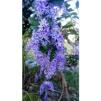 ราคา ต้นพวงครามออสเตรเลีย (19549186765)