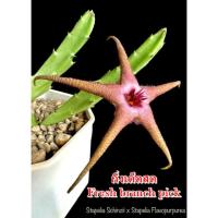 ราคา เก๋งจีน Stapelia Schinzii x Stapelia Flavopurpurea *กิ่งเด็ดสด* แคคตัส ไม้อวบน้ำ Cactus and Succulent (27303877620)