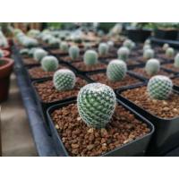 ราคา แมมนกฮูก​ ไม้เมล็ด​ (6253652514)