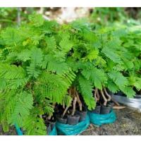 ราคา ชะอมไร้หนาม หรือหนามน้อย 1 ต้น 1 ถุงดำพร้อมปลูก ต้นปลูกเป็นรั้วสามารถเก็บทานได้ (43019117677)