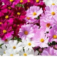 ราคา เมล็ดดอกดาวกระจายฝรั่งคละสีบรรจุ200เมล็ด100บาท (8218652968)