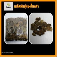 ราคา เมล็ดพยุงไหหลำ 50 เมล็ดต่อชุด เมล็ดพันธุ์พืช (20874869245)