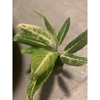 ราคา ไม้มงคล **ต้นบัลลังค์แก้ว** ใบสวยรากแน่น (11646707776)