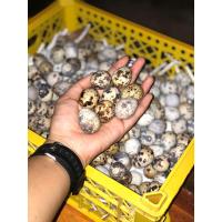 ราคา ไข่นกกระทาสด 100 ฟอง (24035843470)