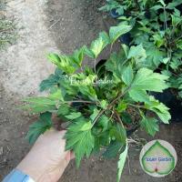 ราคา F139 จิงจูฉ่าย สมุนไพรต้านมะเร็ง บำรุงไต ใส่ต้มเลือดหมู ผักจิงจูฉ่าย (7471185420)