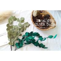 ราคา ใบยูคาลิปตัส ซิลเวอร์ดอลล่า (ใบจริง อบแห้ง) (2702694879)